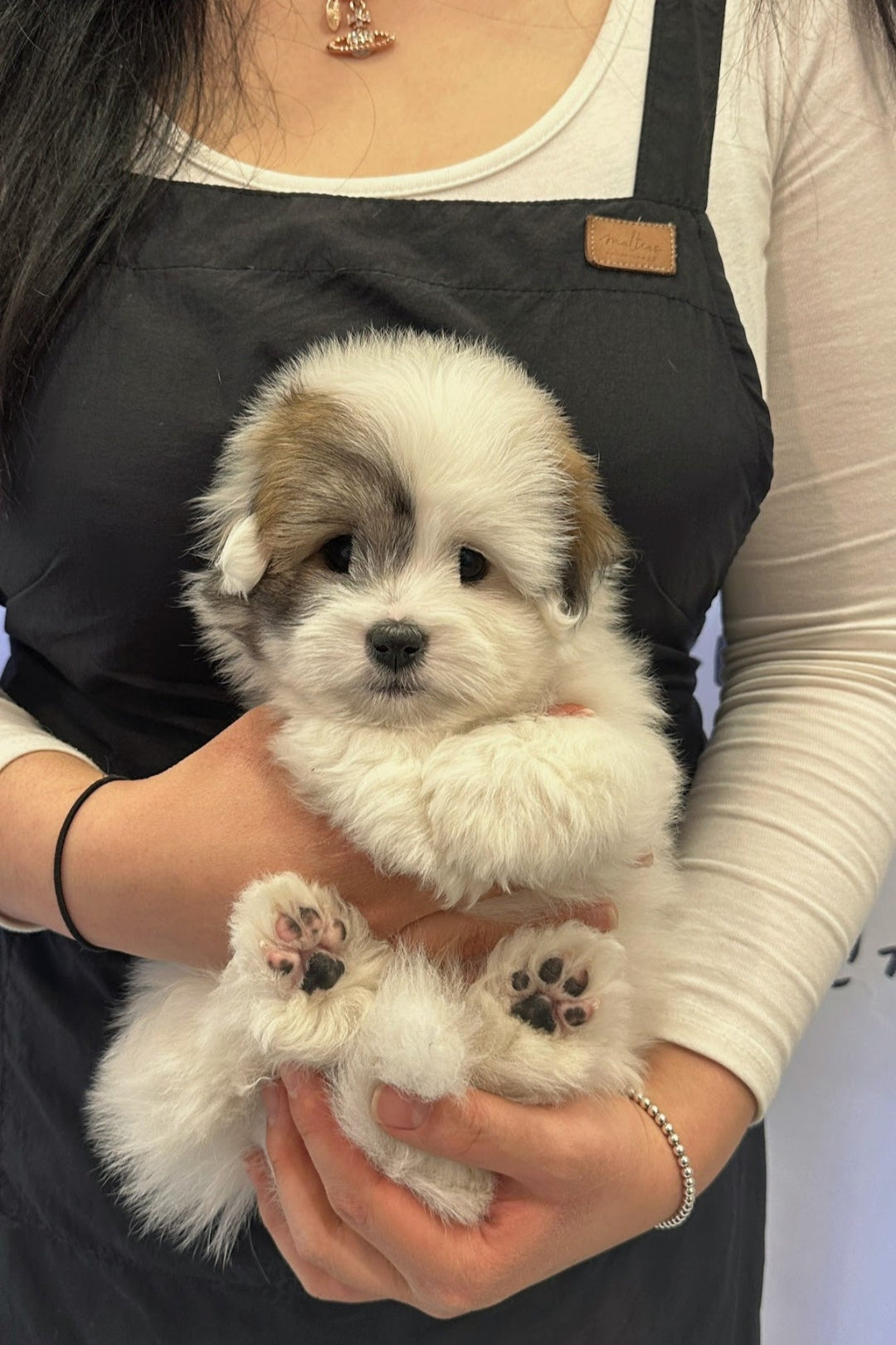 GROMIT- MALE (COTON DE TULEAR)