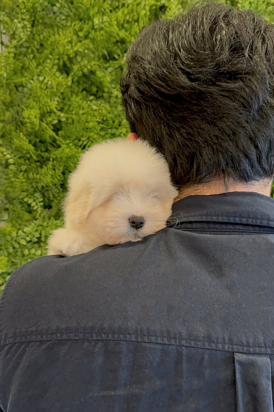 ROBIN - FEMALE (COTON DE TULEAR)