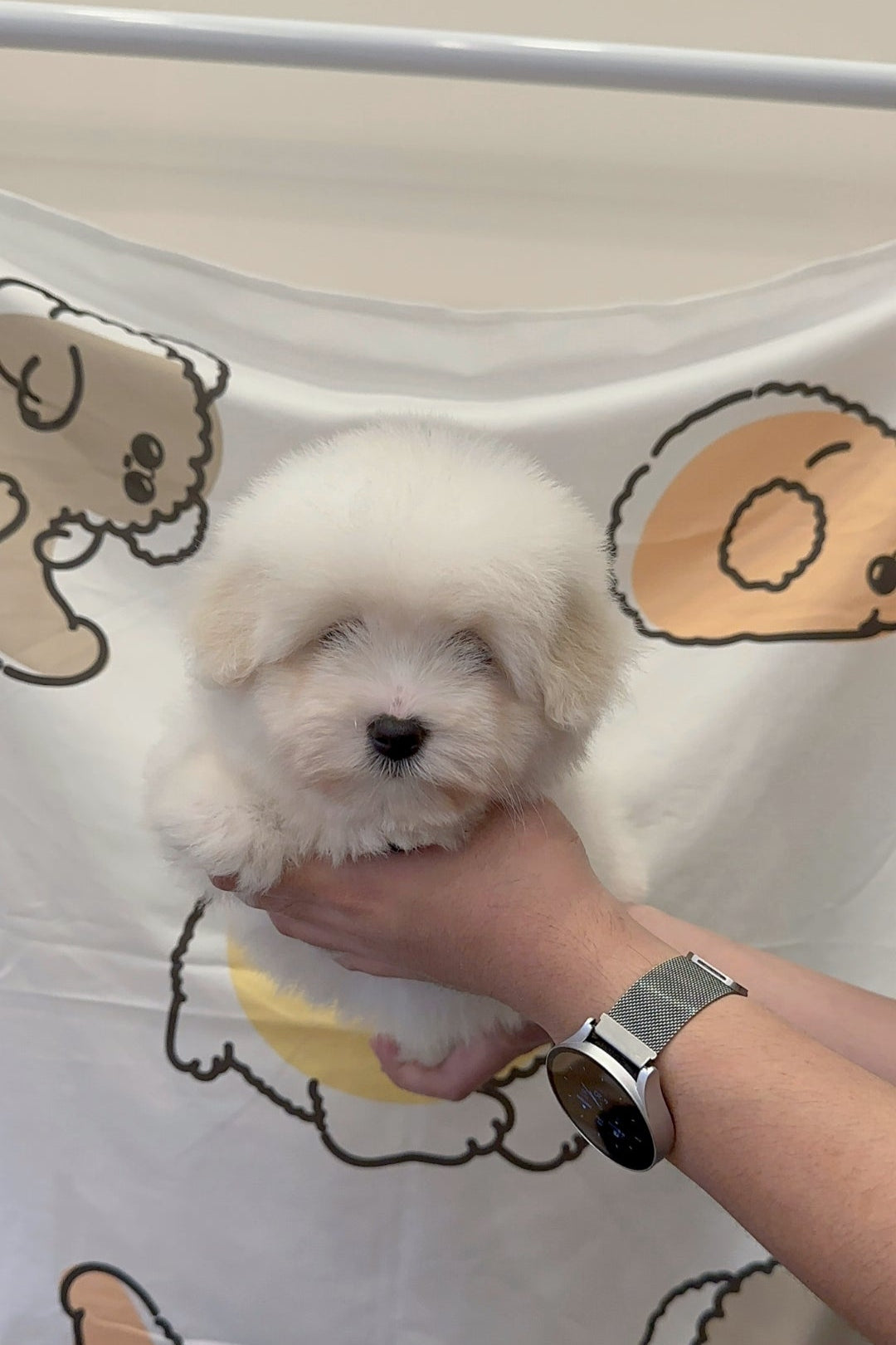 ROBIN - FEMALE (COTON DE TULEAR)