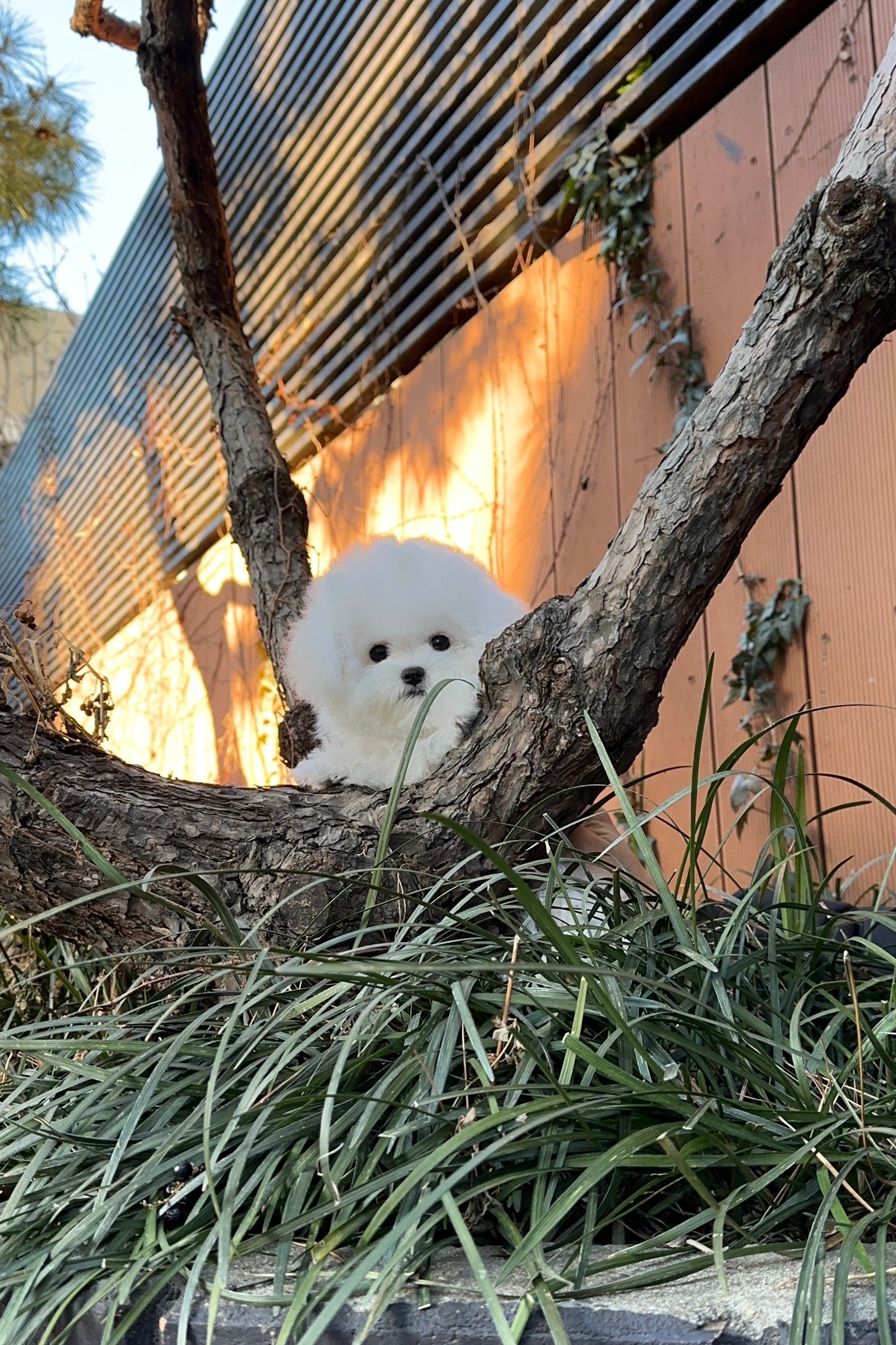 BARD - MALE (MINI BICHON FRISE)