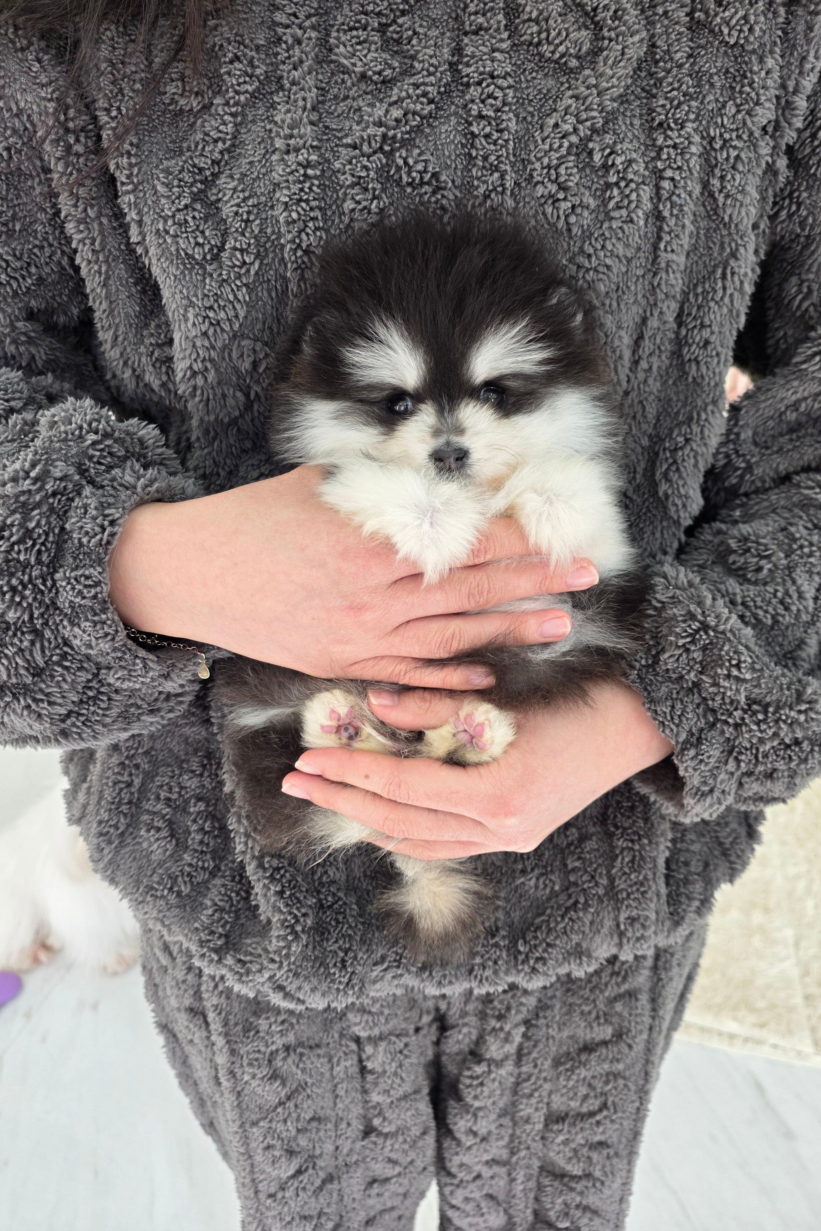PORI - MALE (POMSKY)