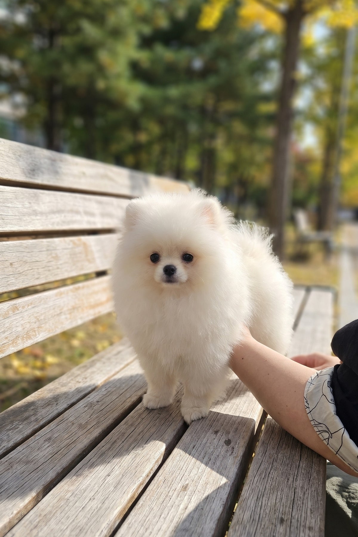 White Pomeranian puppy Lotto standing outdoors