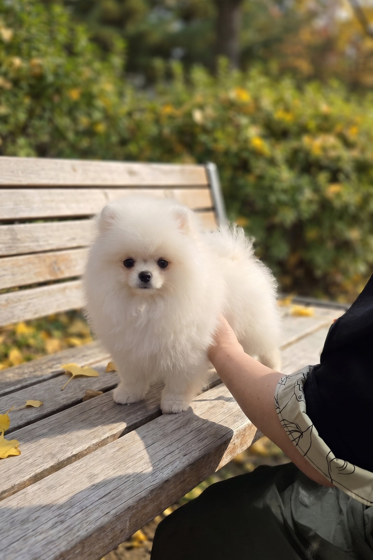 Pomeranian puppy Lotto with a full fluffy coat
