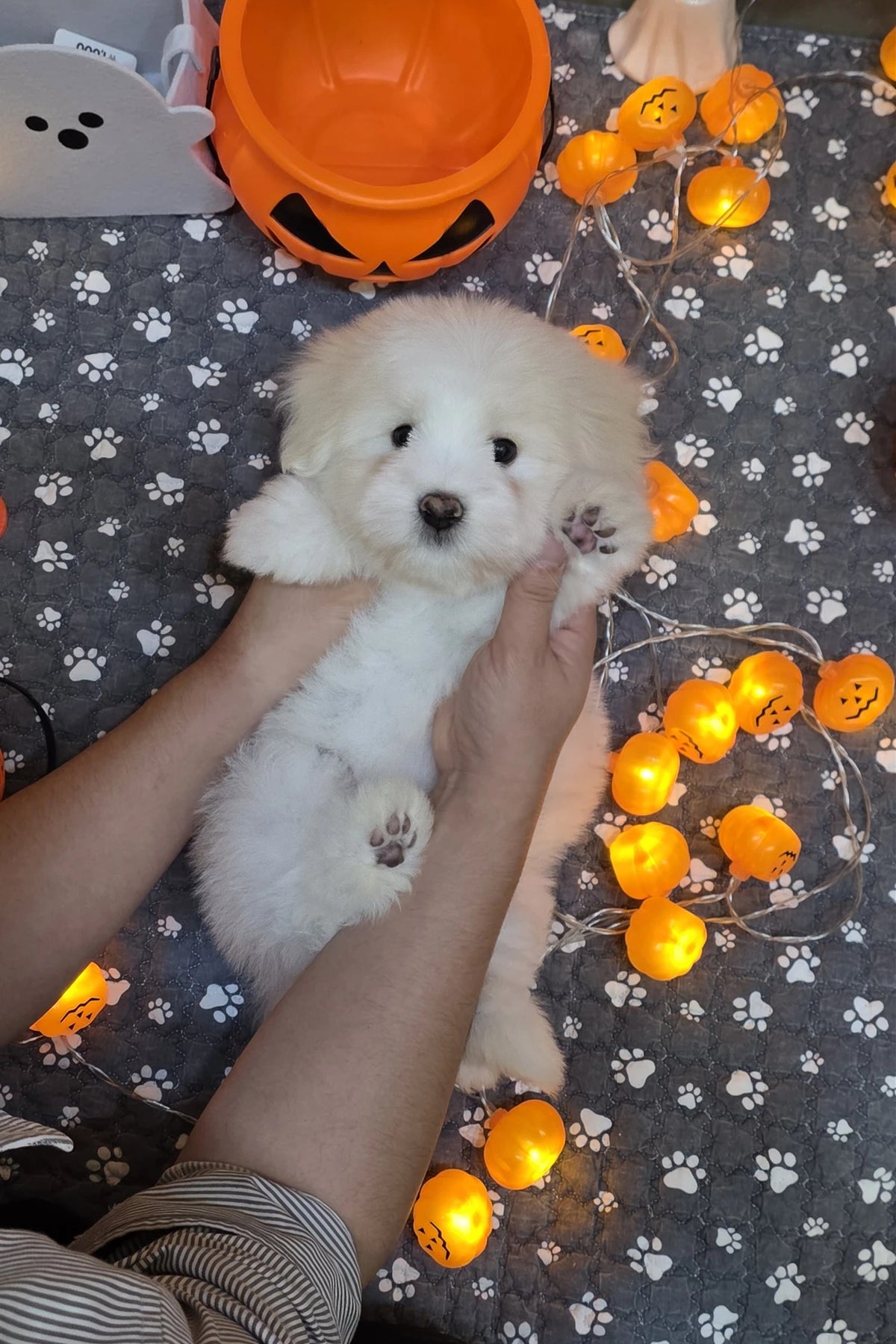 Gentle Coton de Tulear puppy Rain lying on his back with Halloween pumpkin lights