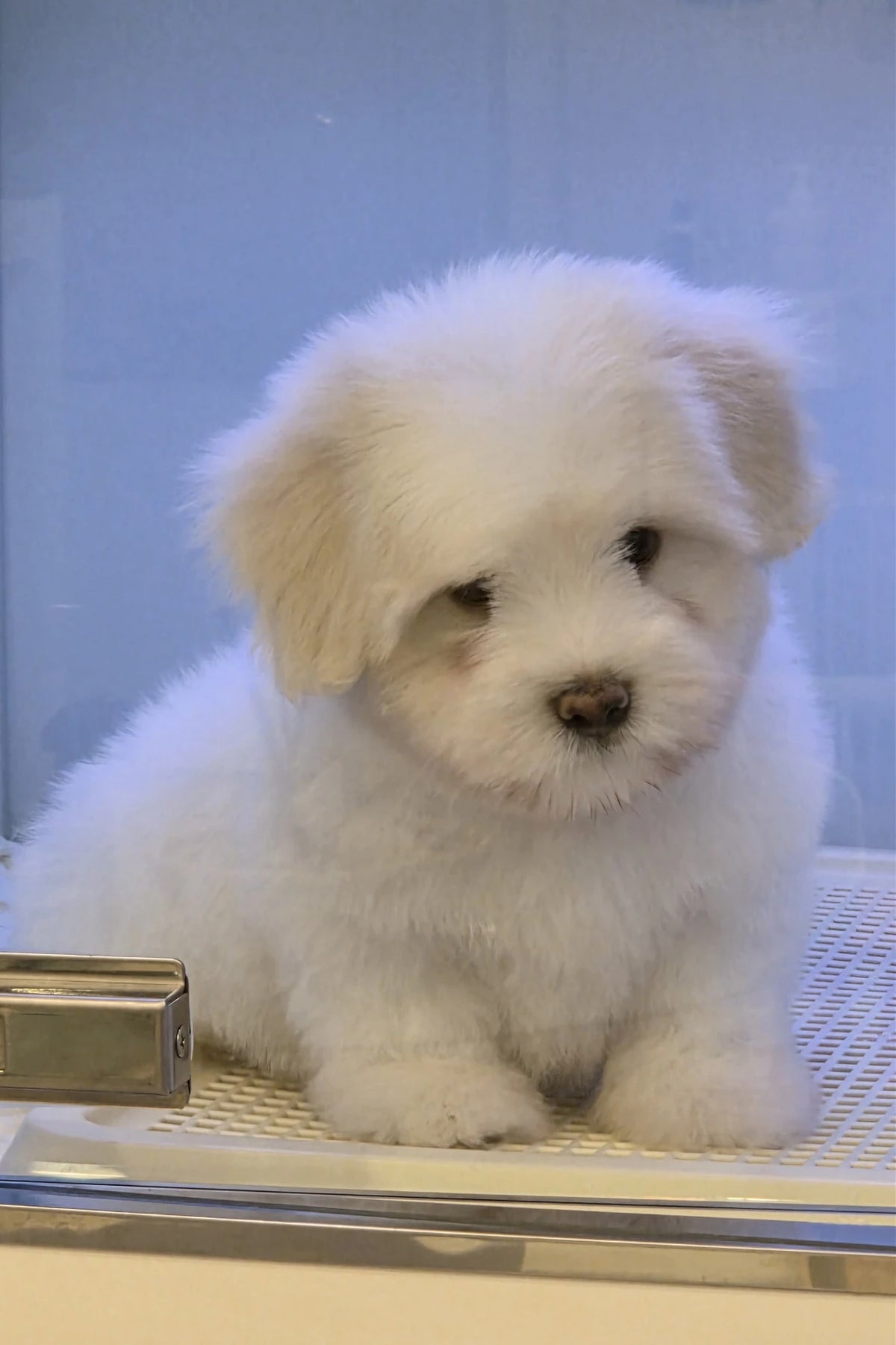 Close-up of white Coton de Tulear puppy Rain