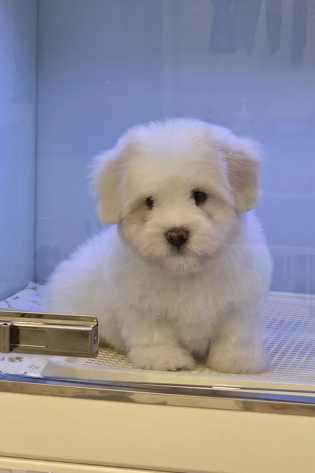 Coton de Tulear male puppy Rain sitting calmly