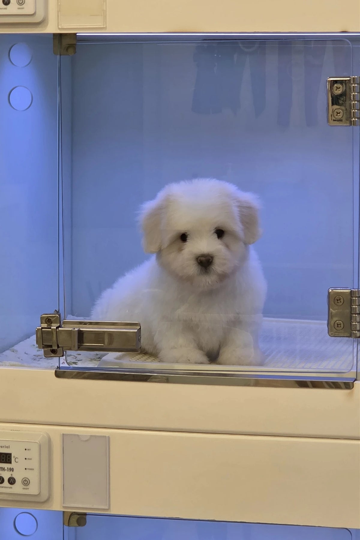 Small white Coton de Tulear puppy Rain