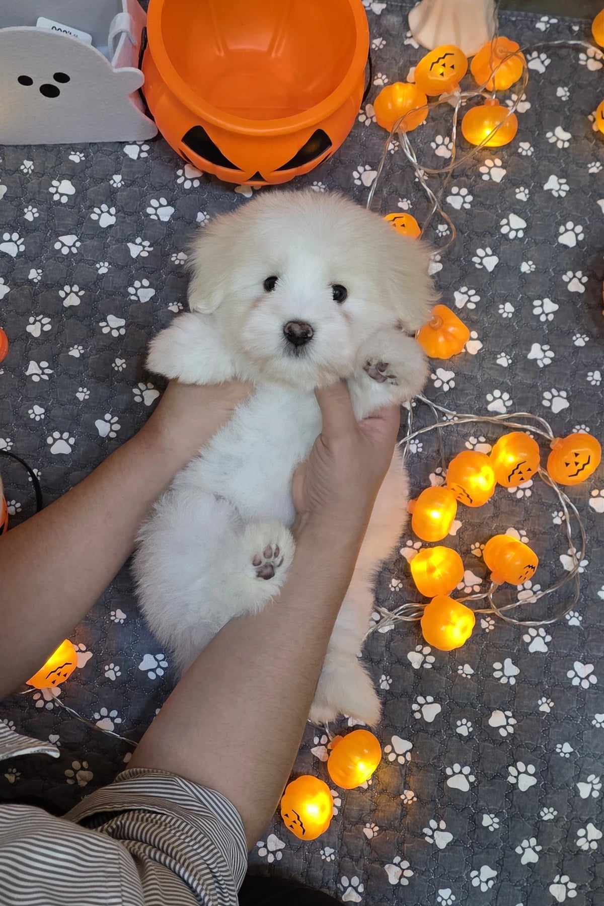 Coton de Tulear puppy Rain showing his belly, very gentle temperament