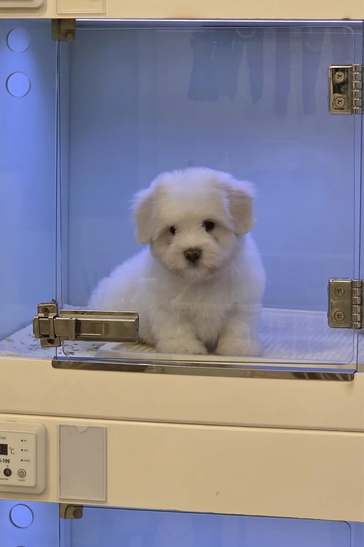 White Coton de Tulear puppy Rain