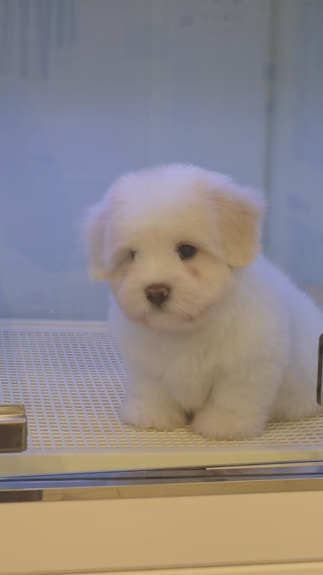 Video of Rain, a gentle Coton de Tulear puppy