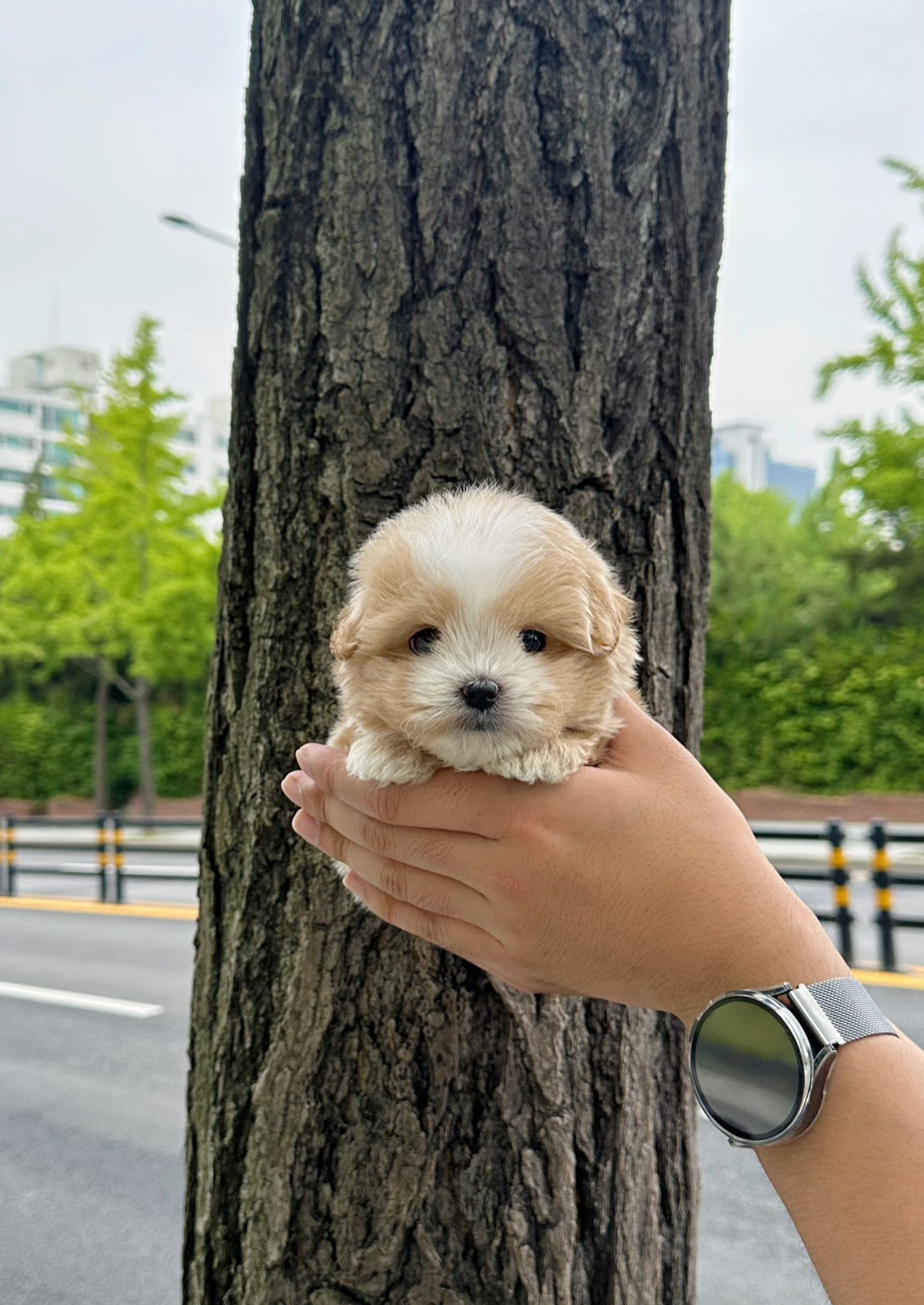 BAO - FEMALE (MALTIPOO)