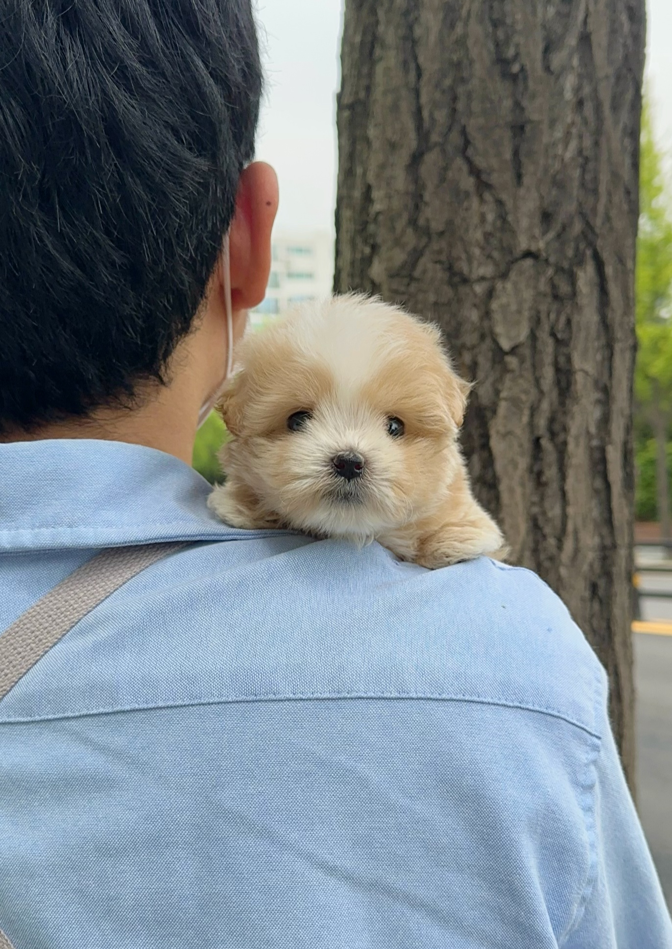 BAO - FEMALE (MALTIPOO)