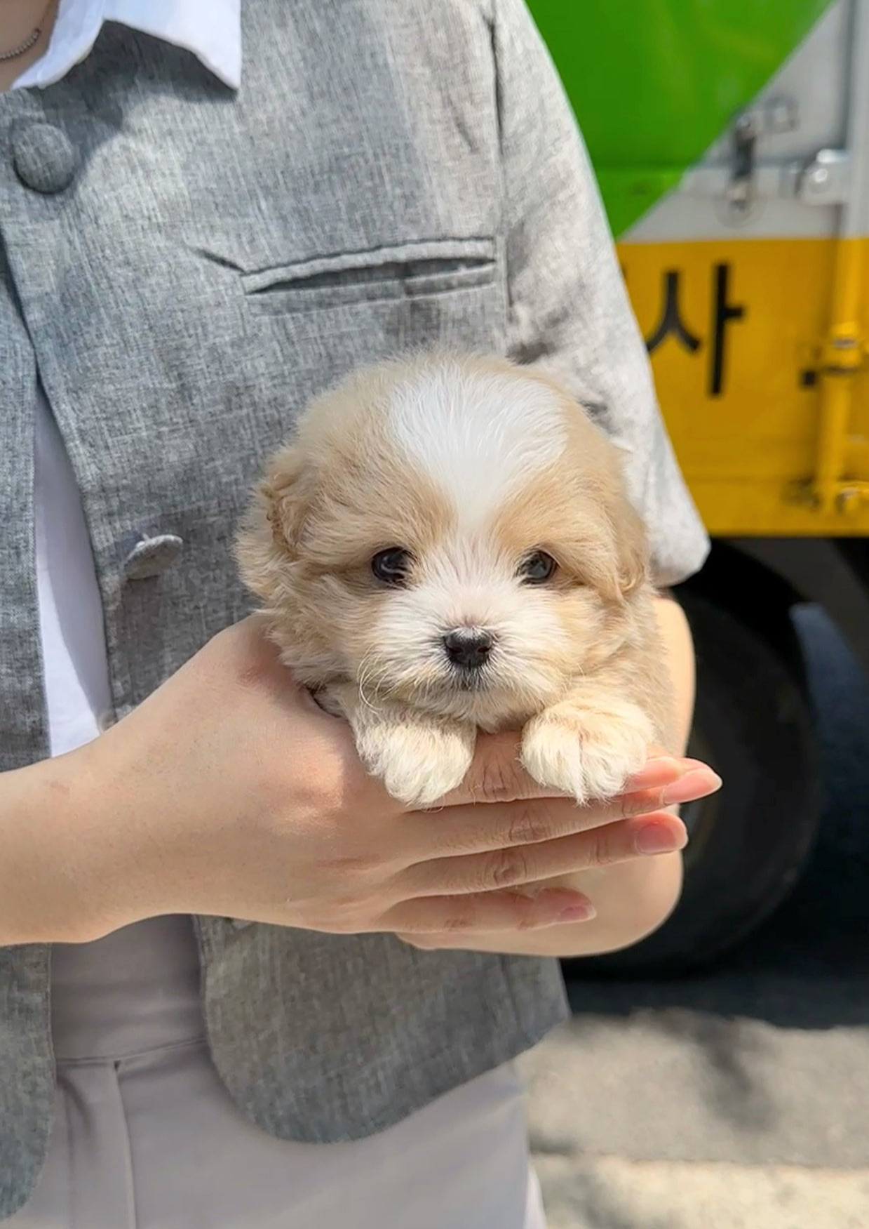 BAO - FEMALE (MALTIPOO)