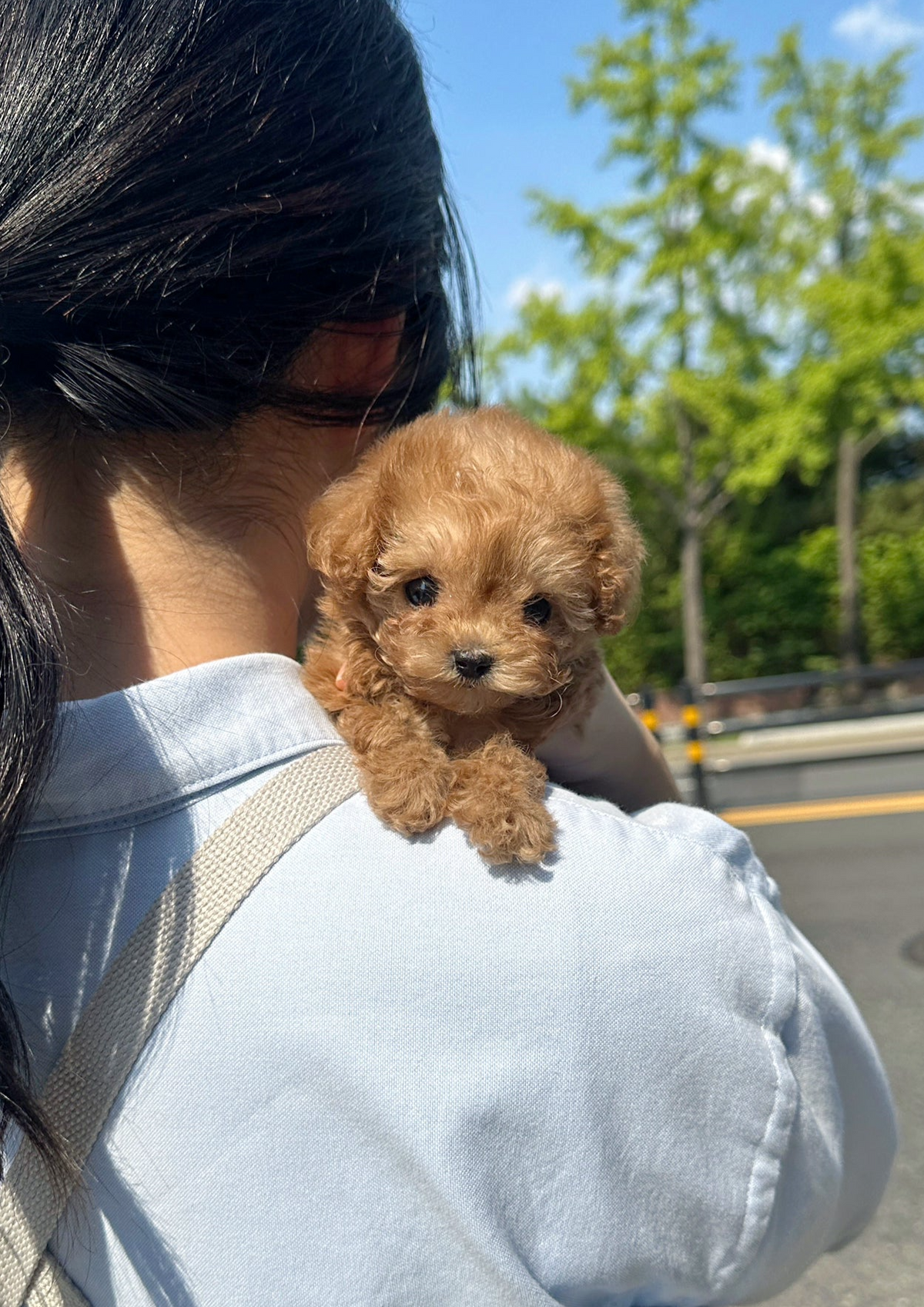 MIMI - FEMALE (MALTIPOO) – Kim's Pups