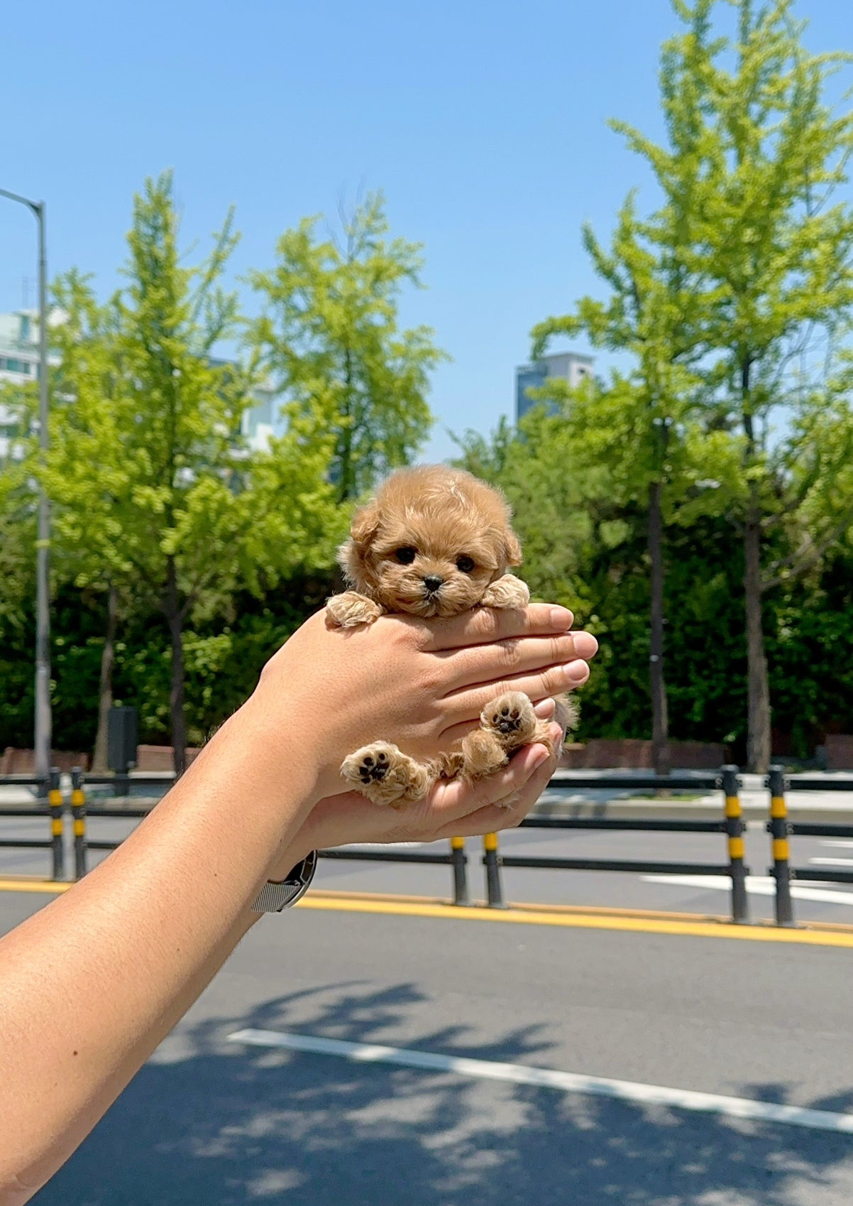 APPLE - MALE (MALTIPOO)