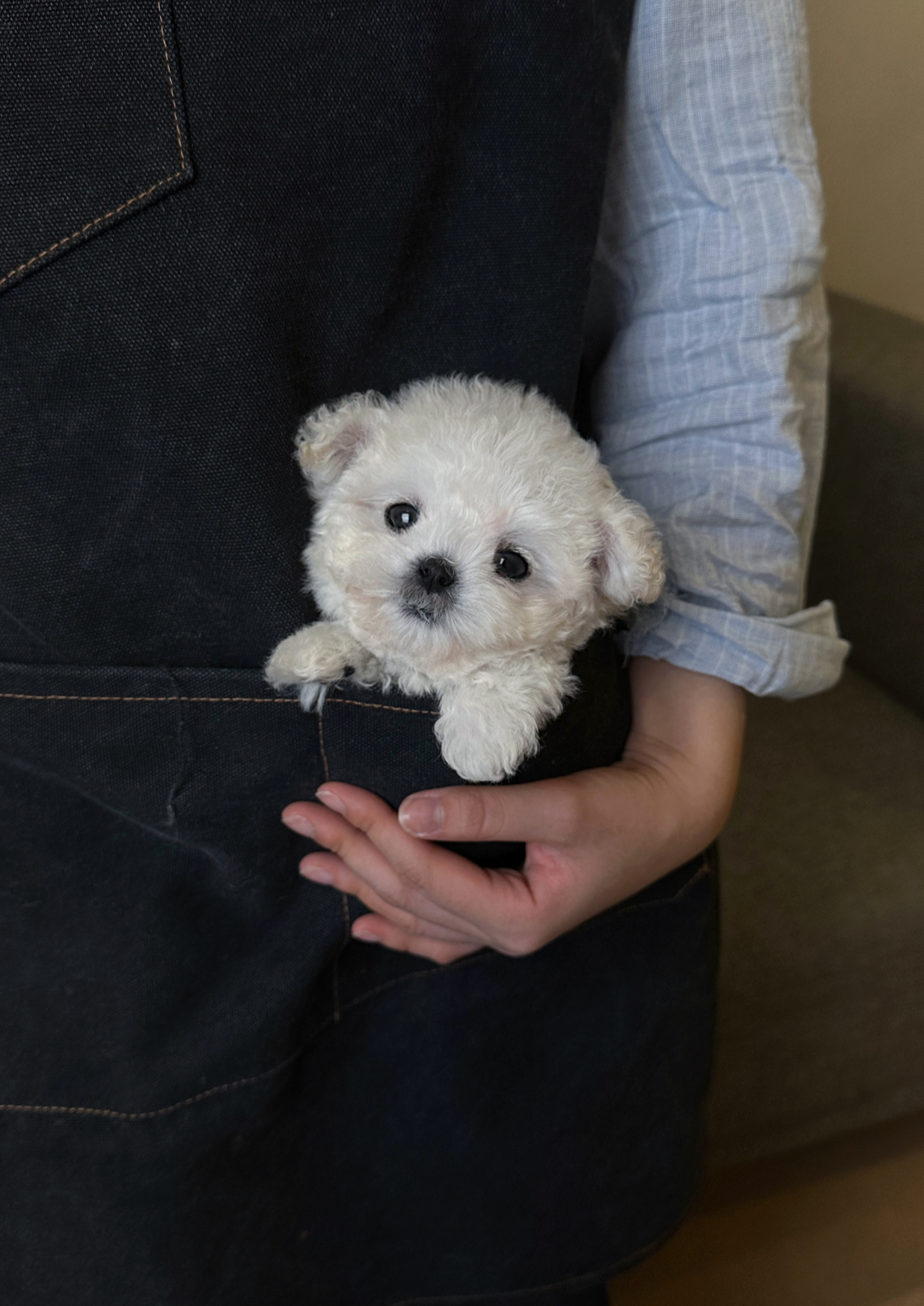 HYERIN - FEMALE (BICHON FRISE)